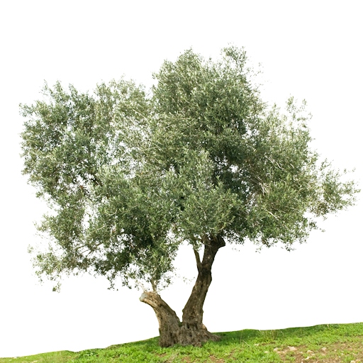 AZIENDA AGRICOLA IL COLLE DI PAOLETTI FLAVIA — foto 7